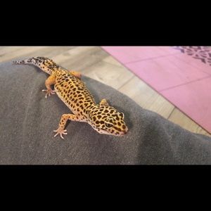 Meet your Posher, Lillian